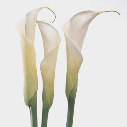 01727__calla_lily_closed_cut__white__select