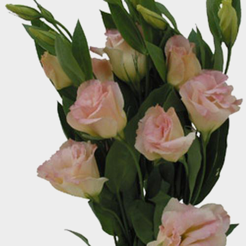 Peach Lisianthus Flower Wholesale Blooms By The Box