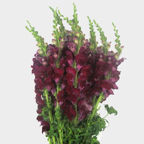 Snapdragon Burgundy Flowers Wholesale Blooms By The Box