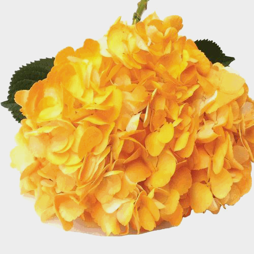 Wholesale Gold SprayTinted Hydrangea By the Stem