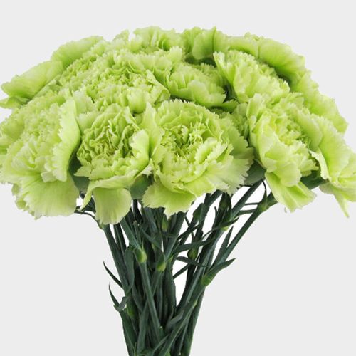 Carnations Fancy Green Flowers Wholesale Blooms By The Box