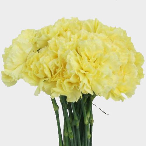 Yellow Carnation Flower Fancy Wholesale Blooms By The Box