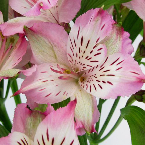 Lavender Alstroemeria FreshCut Flowers