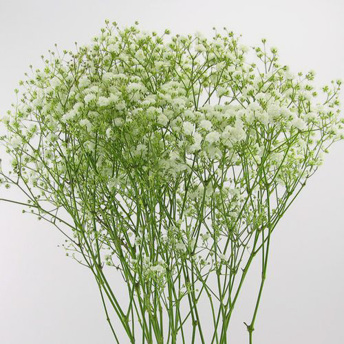 Gypsophila Million Star Flowers Wholesale Blooms By The Box