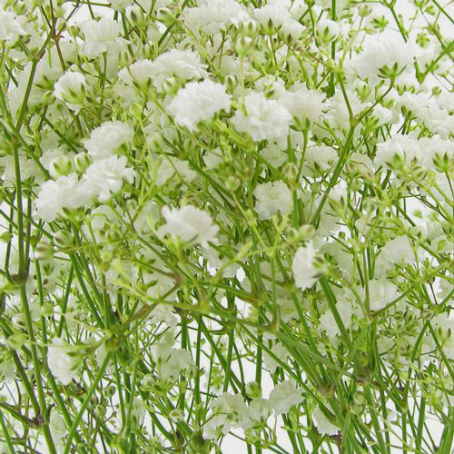 Million Star Gypsophila (Baby’s Breath) Wholesale