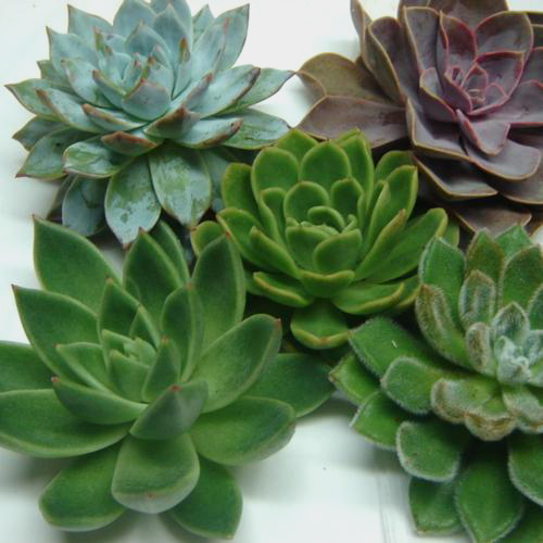 Lipstick Large Succulents 12cm Wholesale Blooms By The Box