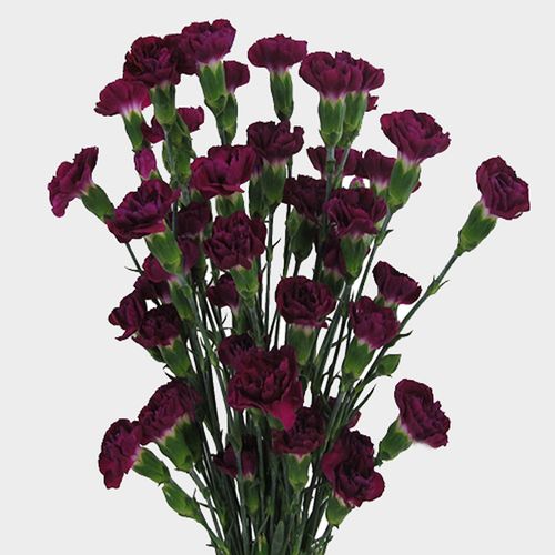 Purple Mini Carnation Flowers Wholesale Blooms By The Box