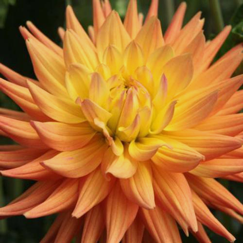 Wholesale Dahlias Large Box (75 Stems) Blooms by the Box