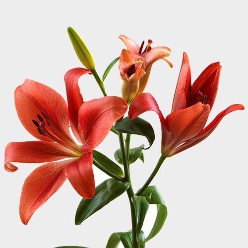 Lily Red 35 Blooms Wholesale Blooms By The Box