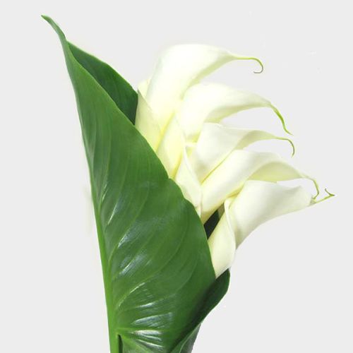 Large Calla Lily Bouquet Wholesale Blooms By The Box