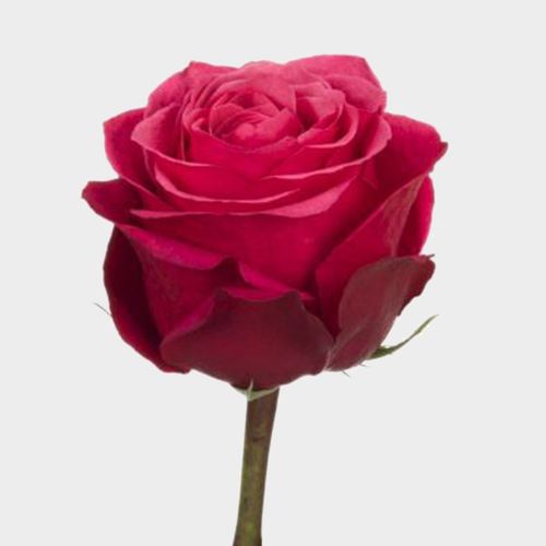 06099b__rose_cherry_o_40_cm_.jpg