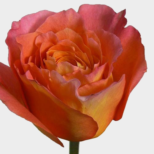 Wholesale Rose Free Spirit 50 cm. Blooms by the Box