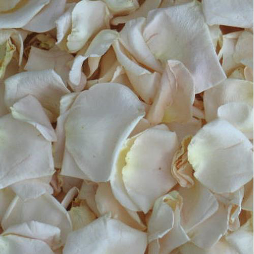 Wholesale Porcelana White Freeze Dried Rose Petals (30 Cups) Blooms