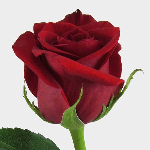Rose Freedom 50 Cm. Bulk - Wholesale - Blooms By The Box