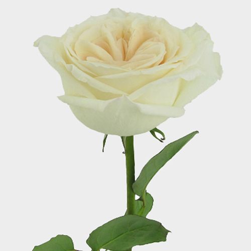 Garden Rose O'Hara White - Wholesale - Blooms By The Box