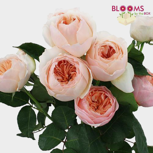 Juliet Peach David Austin Garden Roses Wholesale