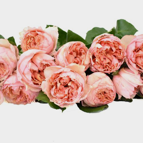 Juliet Peach Garden Roses Wholesale Peach Roses