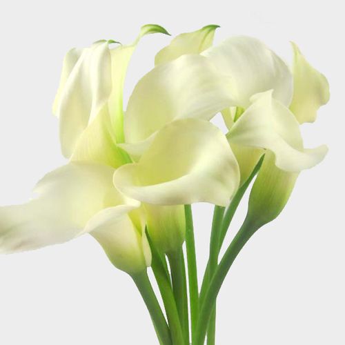 Calla Lily Mini White Flower Bulk Wholesale Blooms By The Box