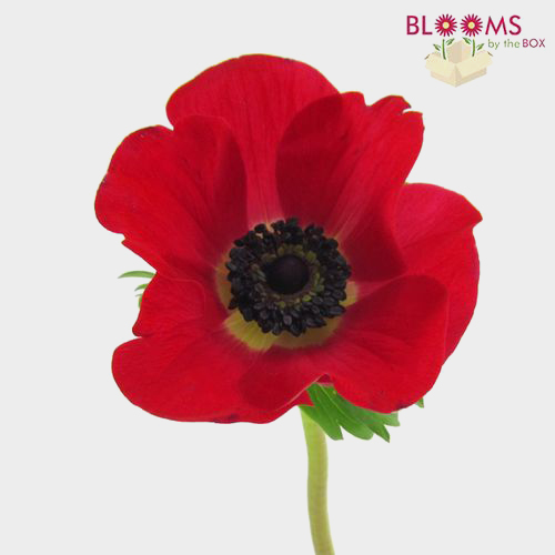 Wholesale Anemones (100 Stems) 10 Bunch X 10 Stem Box
