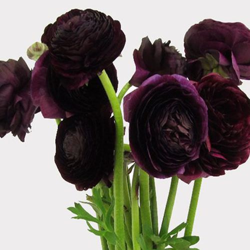 Burgundy Ranunculus Flower - Wholesale - Blooms By The Box