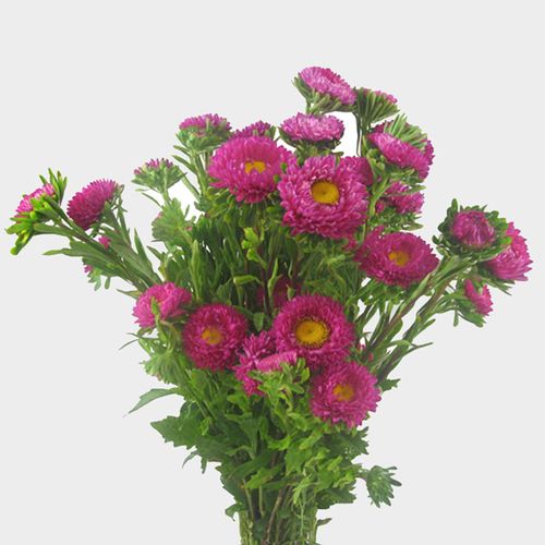 Matsumoto Hot Pink Flowers - Wholesale - Blooms By The Box
