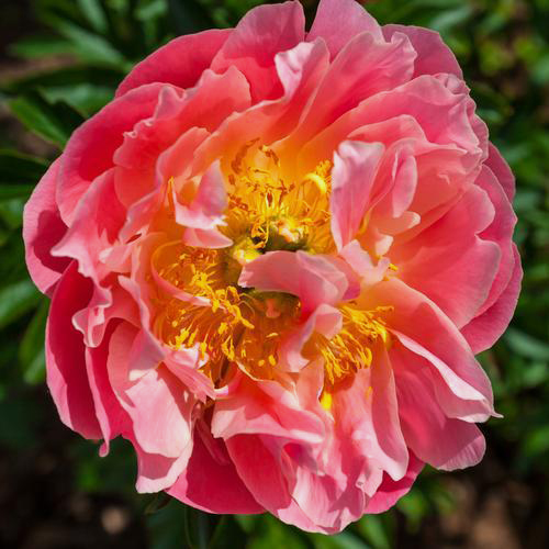 Coral Charm Peonies Wholesale