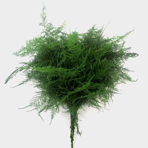 Plumosus Fern Greenery Wholesale Blooms By The Box