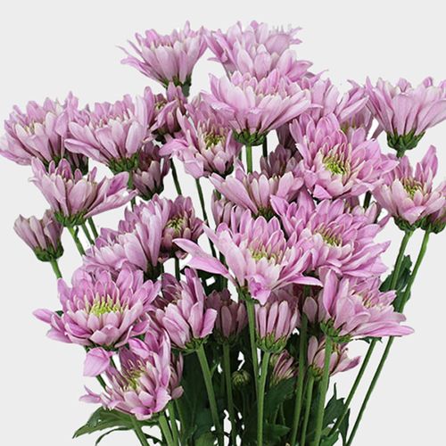 Cushion Pompon Lavender Wholesale Blooms By The Box