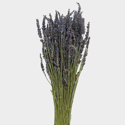Lavender Dried Flower - Wholesale - Blooms By The Box