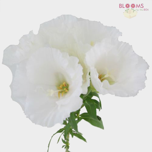 Godetia White Wholesale Blooms By The Box