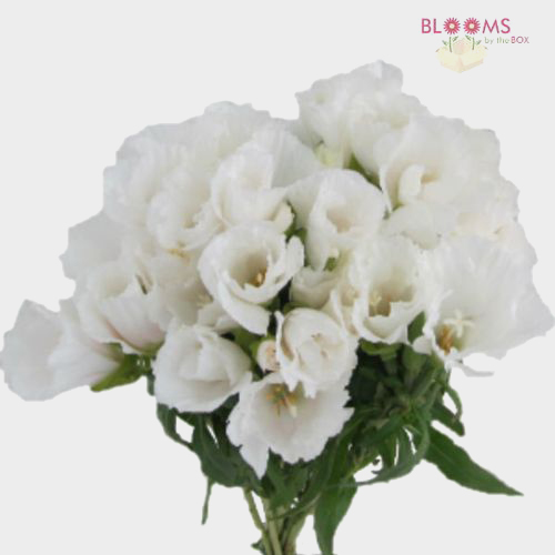 Godetia White Wholesale Blooms By The Box