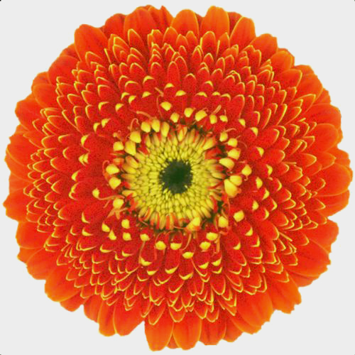 Gerpom Orange Flower - Wholesale - Blooms By The Box