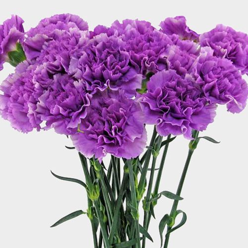 Moonlight Deep Lavender Carnation Flowers Fancy Wholesale