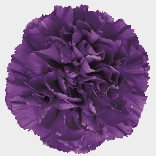 Moonshade Fancy Deep Purple Carnation Flowers - Wholesale