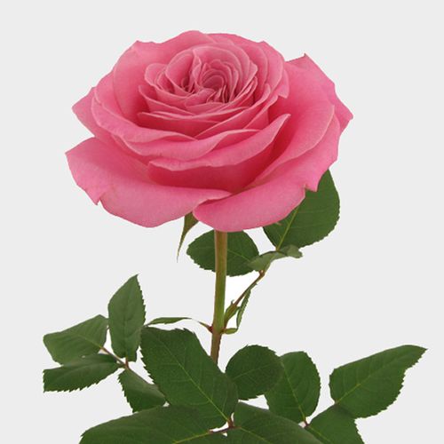 Garden Rose Ashley Pink Garden Rose Ashley Pink