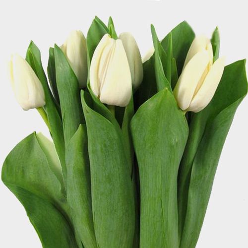 Tulip White Wholesale Blooms By The Box