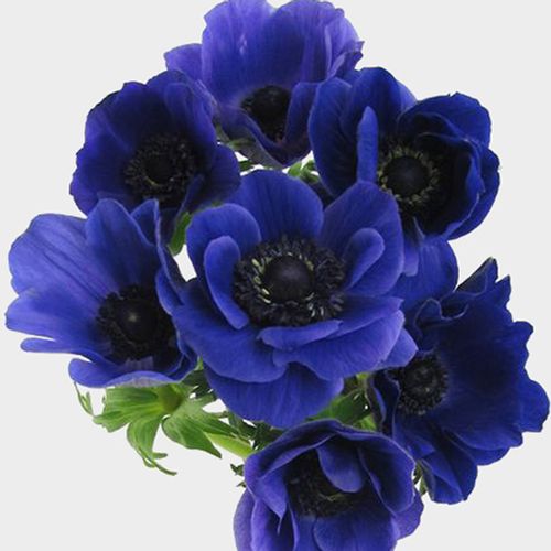Blue Anemone Flowers Wholesale