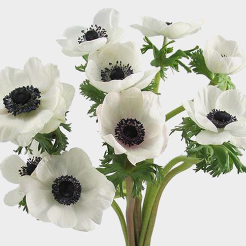 White Anemone Flowers with Black Eye