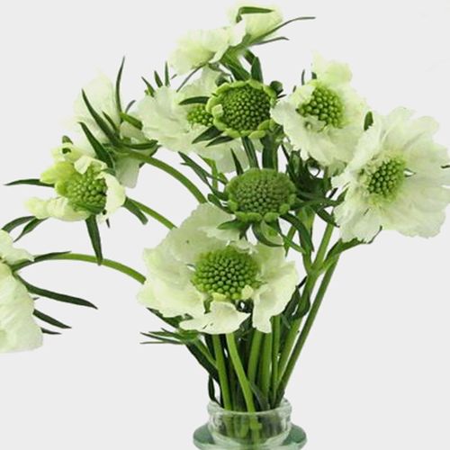 White Scabiosa Flower (10 Bunches) Wholesale Blooms By The Box