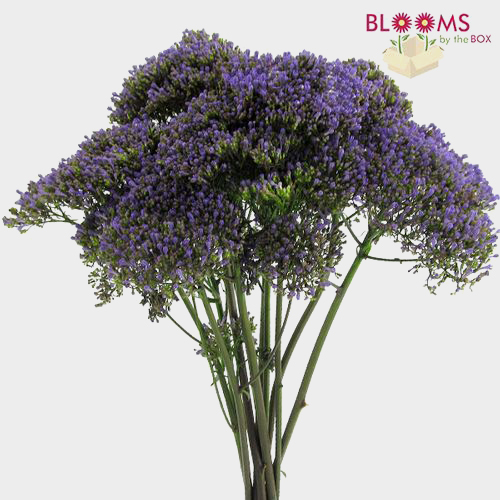 Wholesale Purple Filler FlowersBulk Pack Blooms by the Box