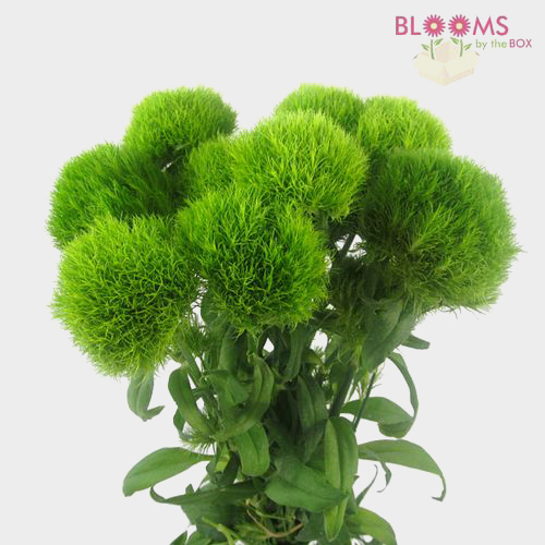 Green Filler Flowers Bulk Pack Wholesale Blooms By The Box