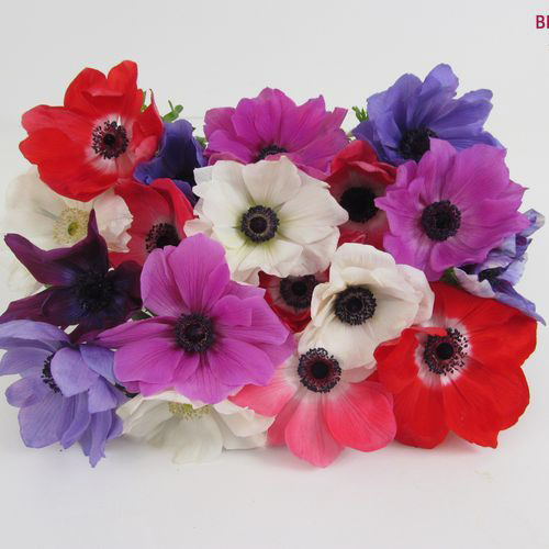 Burgundy Anemone Flowers Wholesale