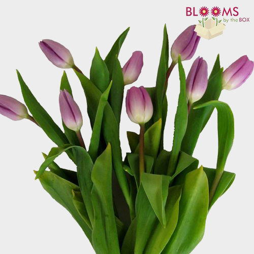 lavendar tulip