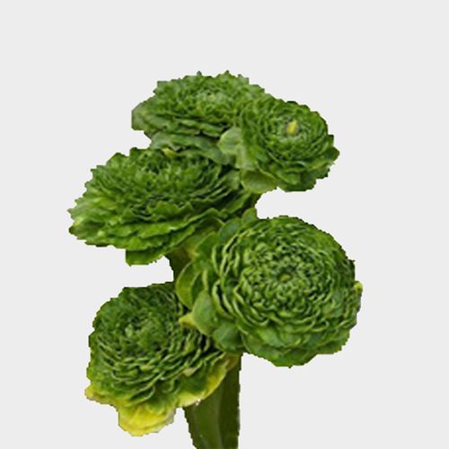 Green Ranunculus Flower Wholesale Blooms By The Box