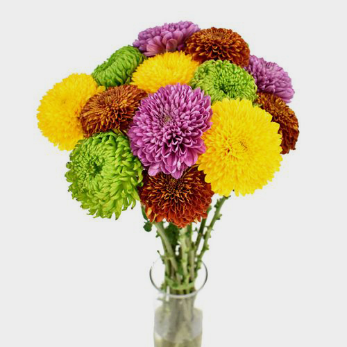 Wholesale Mum Ball Assorted Flowers Bulk Blooms by the Box