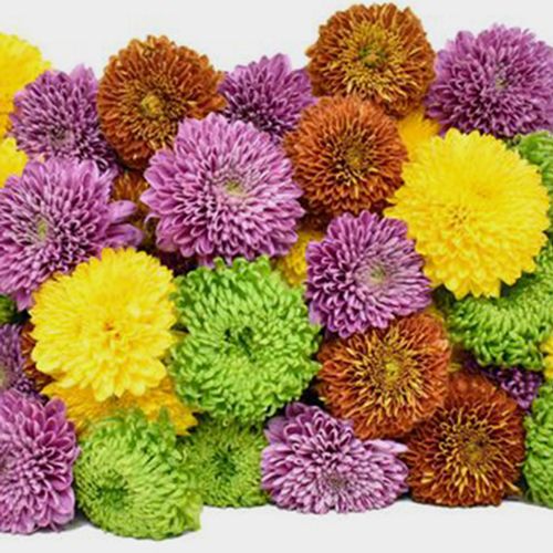 Mum Ball Assorted Flowers Bulk Wholesale Blooms By The Box