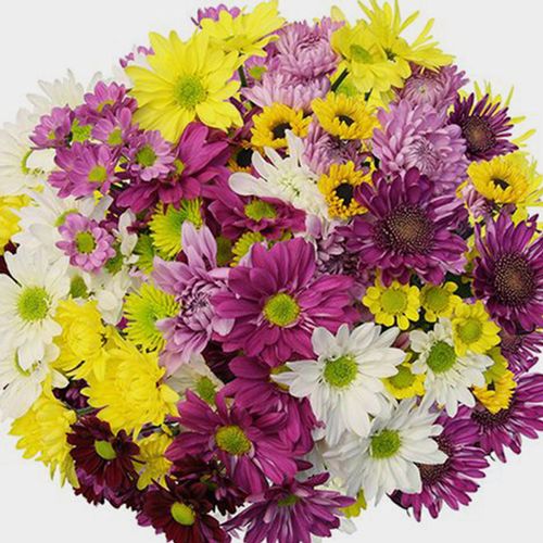 Cushion Pompons Assorted Bulk Wholesale Blooms By The Box