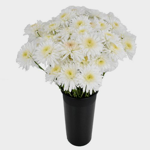 Wholesale White Maisy Flower Bulk Pack Blooms by the Box