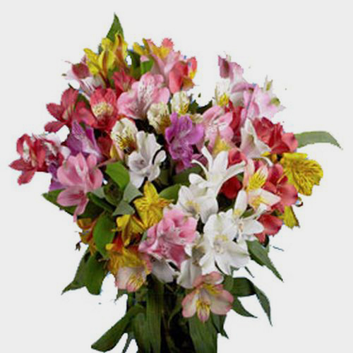 Alstroemeria Super Select Assorted Bulk - Wholesale - Blooms By