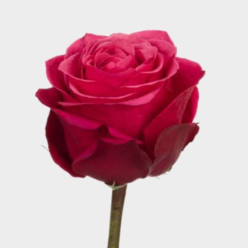Rose Cherry O 40cm - Wholesale - Blooms By The Box
